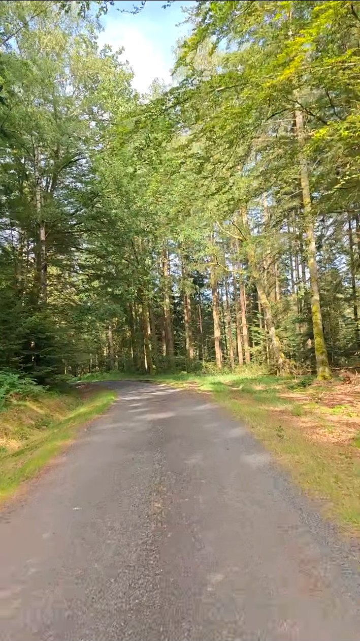 Grands arbres et lumière naturelle dans une forêt vosgienne